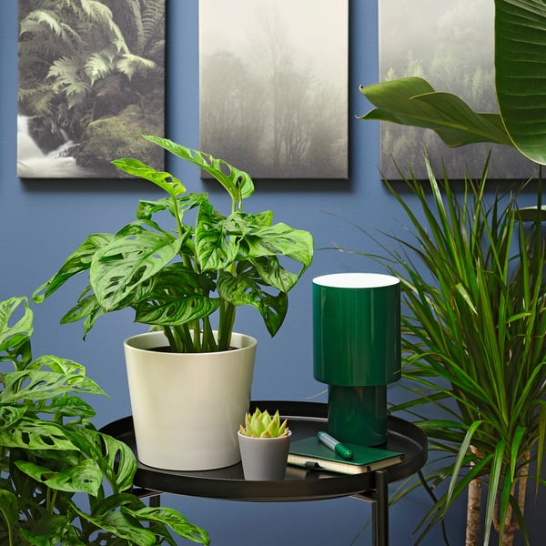 MONSTERA ADANSONII Planta en maceta, monstera de Adanson, 6 "