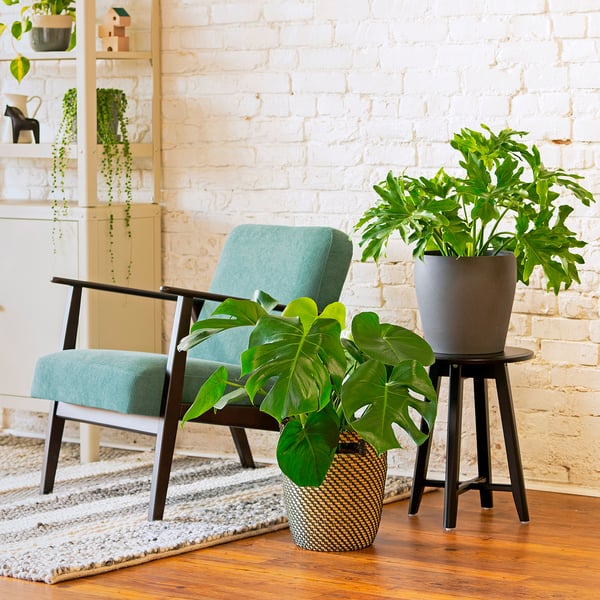 MONSTERA DELICIOSA Planta en maceta, 9 ½ "