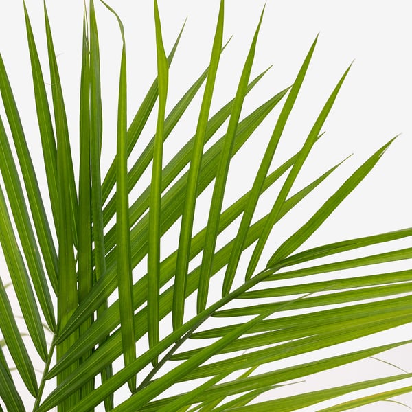 PALMMIX Planta en maceta, varias plantas, 9 ½ "