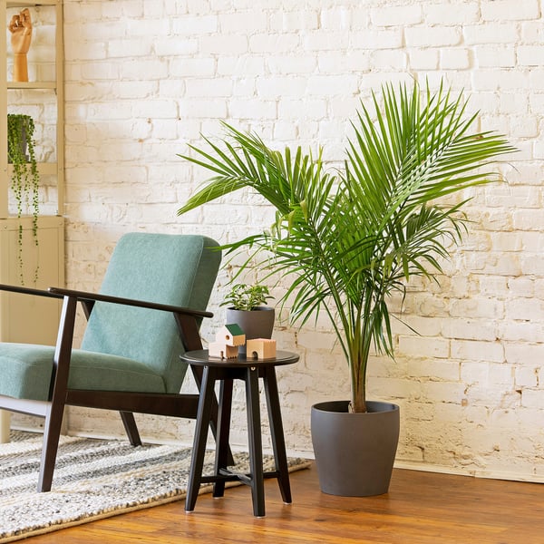 PALMMIX Planta en maceta, varias plantas, 9 ½ "
