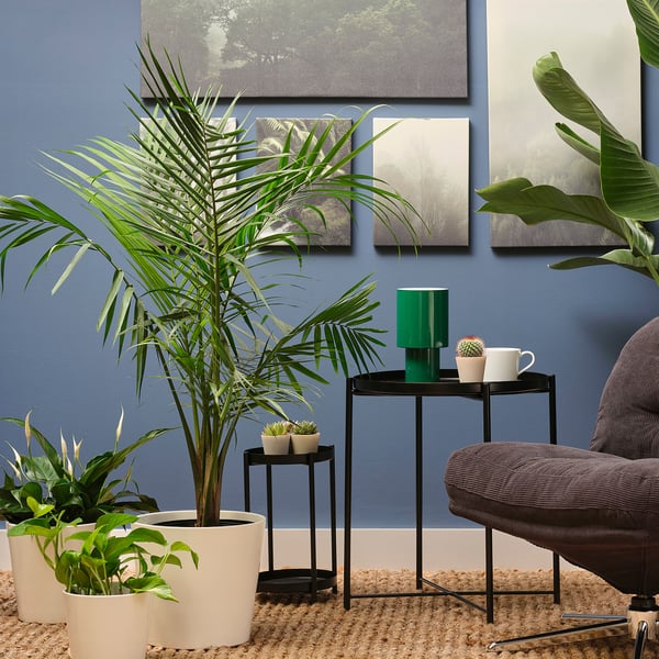 PALMMIX Planta en maceta, varias plantas, 9 ½ "
