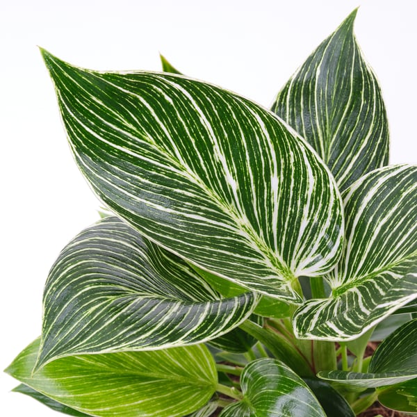 PHILODENDRON ”BIRKIN” Planta en maceta, filodendro, 6 "