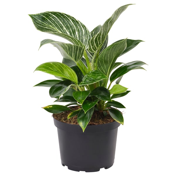 PHILODENDRON ”BIRKIN” Planta en maceta, filodendro, 6 "