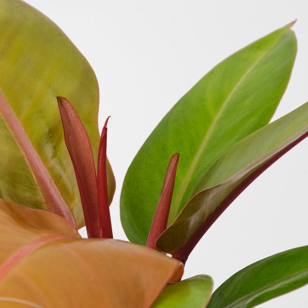 PHILODENDRON Planta en maceta, filodendro naranja, 6 "