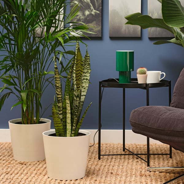 SANSEVIERIA Planta en maceta, Sansevieria, 8 "
