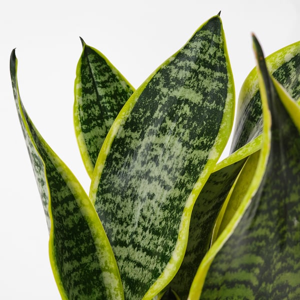SANSEVIERIA TRIFASCIATA Planta en maceta, Sansevieria, 6 "
