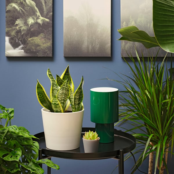 SANSEVIERIA TRIFASCIATA Planta en maceta, Sansevieria, 6 "