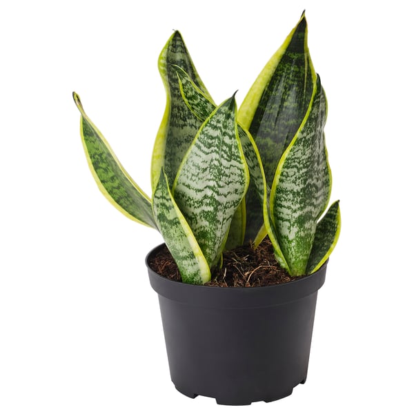 SANSEVIERIA TRIFASCIATA Planta en maceta, Sansevieria, 6 "
