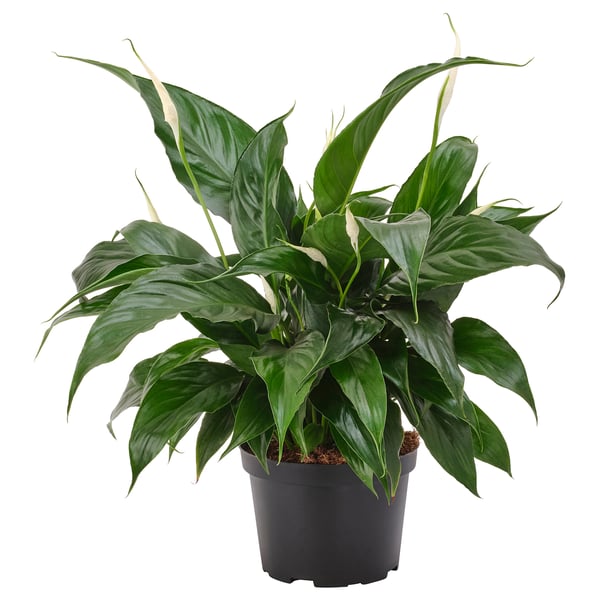SPATHIPHYLLUM Planta en maceta, Cala "Cupido", 6 "