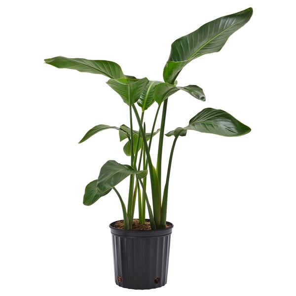 STRELITZIA Planta en maceta, ave del paraíso, 9 ¼ "