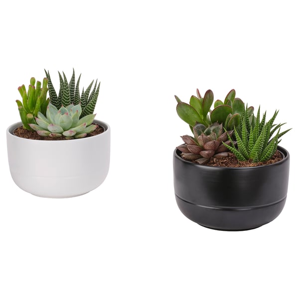 SUCCULENT Planta con maceta, arreglo/varias plantas, 5 "