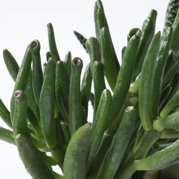 SUCCULENT Planta con maceta, varias plantas/Suculenta, 2 ½ "