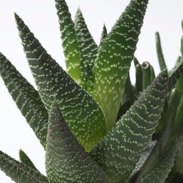 SUCCULENT Planta con maceta, varias plantas/Suculenta, 2 ½ "